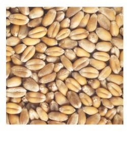 Sprouting seeds - Wheat BIO, 200 g